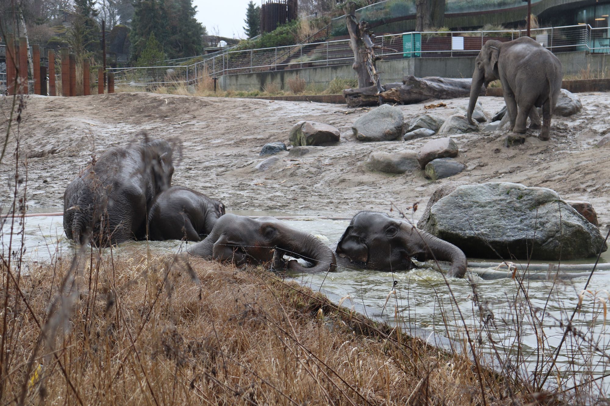 Elephants!