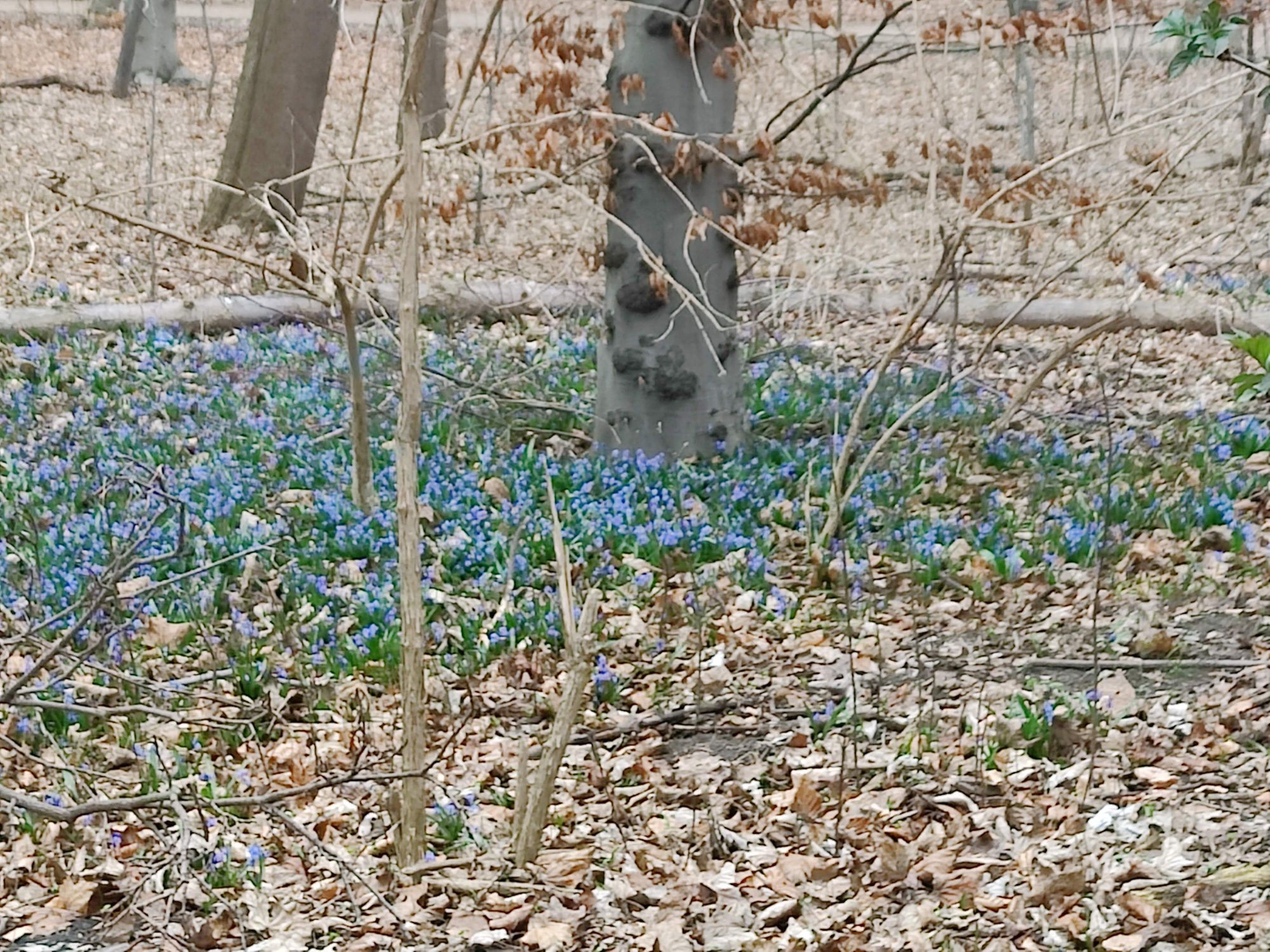 Tiergarten Park